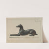 Greyhound by John B. Moll