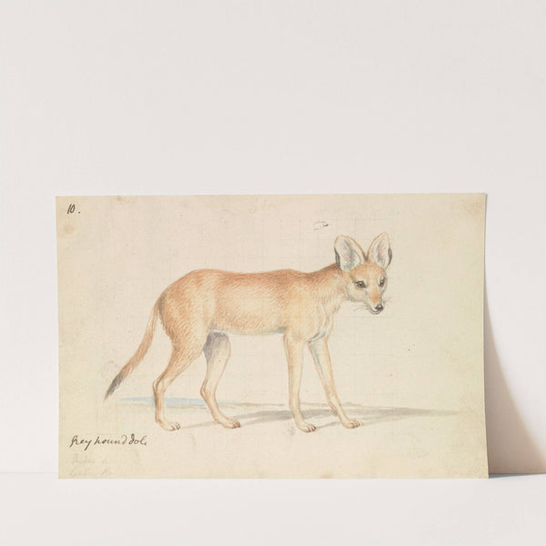 Greyhound Dhole (1837) by Charles Hamilton Smith
