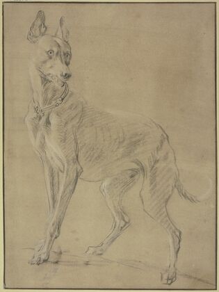 Greyhound to the left