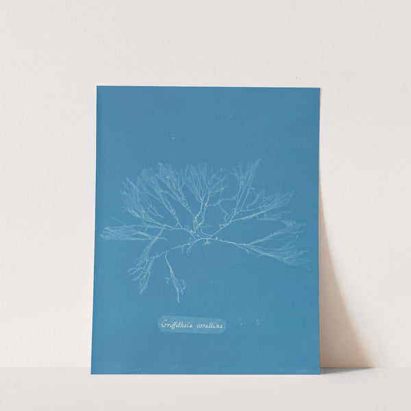 Griffithsia corallina by Anna Atkins