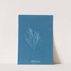 Griffithsia corallina. (1843-1853) by Anna Atkins
