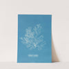 Griffithsia multifida by Anna Atkins