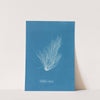 Griffithsia setacea by Anna Atkins