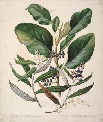Griselinia lucida; Corokia Buddleoides — size preview