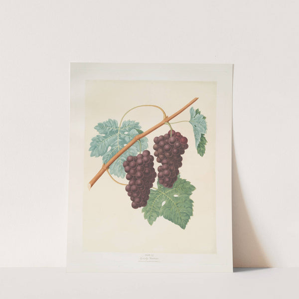 Grizzly frontiniac grape. (1812) by George Brookshaw