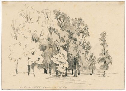 Groepje bomen in Kensington Gardens