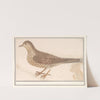 Grote lijster (Turdus viscivorus) of zanglijster (Turdus philomelos) (1596-1610) by Anselmus Boëtius de Boodt
