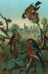 Group of Finches.