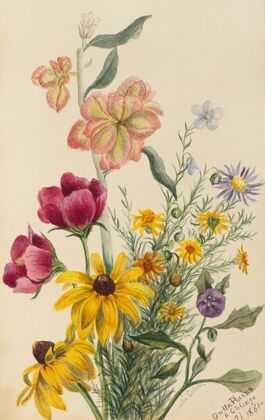 Fringed Gentian (Gentiana crinita) (1905)