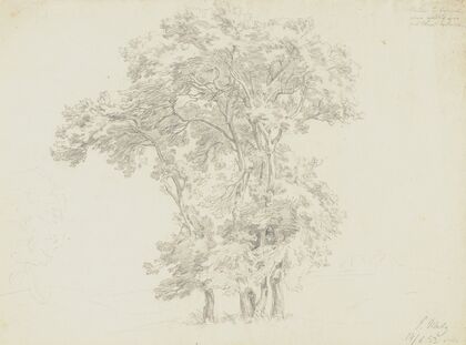 Group of trees