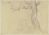 Group of trees
