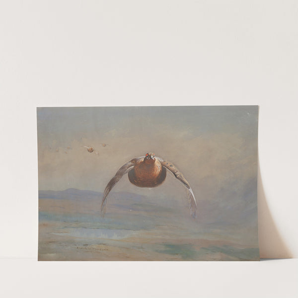 Grouse in flight by Archibald Thorburn