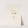 Grouse Whortleberry (flower). Vaccinium scoparium (1925) by Mary Vaux Walcott
