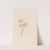 Grouse Whortleberry (Vaccinum scoparium) (1916) by Mary Vaux Walcott