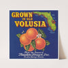 Grown in Old Volusia Can Label (1930-1950)