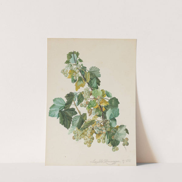 Grüne Ribisel by Leopold Zinnögger