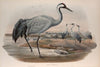 Grus cinerea. Common Crane. (1862-1873)