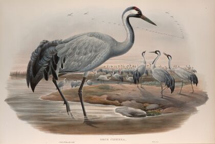 Grus cinerea. Common Crane. (1862-1873)