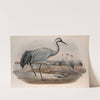 Grus cinerea. Common Crane. (1862-1873) by John Gould