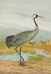 Grus grus