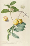 Guaiaba