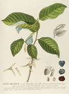 Guanabanus