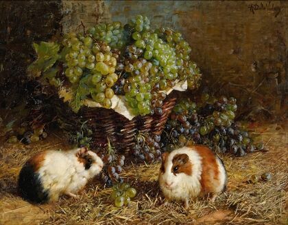 Guinea Pigs And A Basket Of Grapes