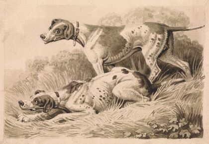 Gun Dogs