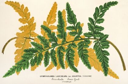 Gymnogramma Laucheana, var. gigantea