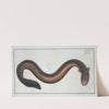 Gymnotus Electricus, The Electric-Eel. (1785-1797) by Marcus Elieser Bloch
