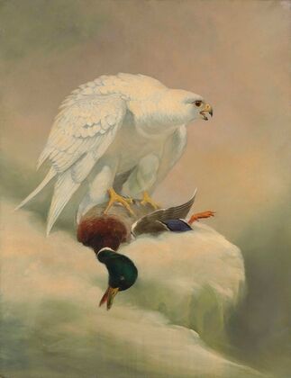 Gyrfalcon