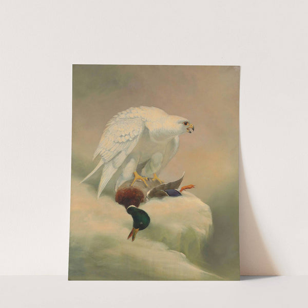 Gyrfalcon by Joseph Wolf