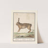 Haas (Lepus europaeus) Haeze Lepus. Lievre (1596-1610) by Anselmus Boëtius de Boodt