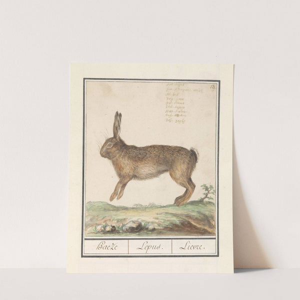 Haas (Lepus europaeus) Haeze Lepus. Lievre (1596-1610) by Anselmus Boëtius de Boodt