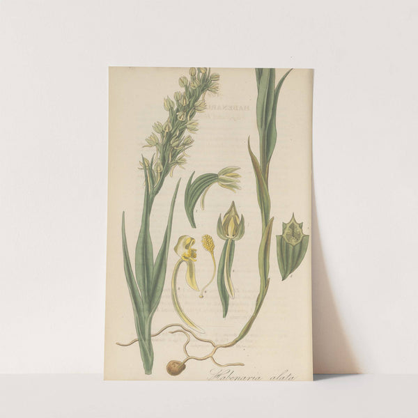 Habenaria alata by William Jackson Hooker