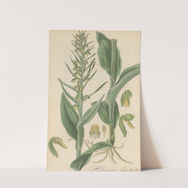 Habenaria bracteata (1823) by William Jackson Hooker