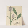 Habenaria fimbriata by William Jackson Hooker