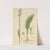 Habenaria tridentata by William Jackson Hooker