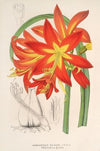 Habranthus fulgens