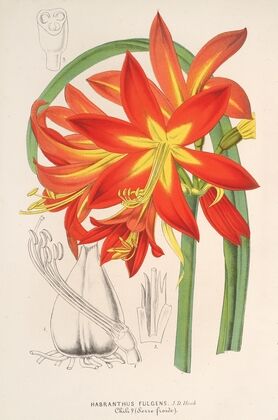 Habranthus fulgens