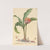 Haemanthus by Johannes Jacob Haid