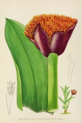Haemanthus Natalensis