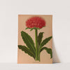 Haemanthus Puniceus (1872-1881) by Arentina Hendrica Arendsen