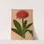 Haemanthus Puniceus (1872-1881) by Arentina Hendrica Arendsen