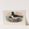 Hæmatopus ostralegus. Oyster-catcher. (1862-1873) by John Gould