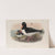 Hæmatopus ostralegus. Oyster-catcher. (1862-1873) by John Gould