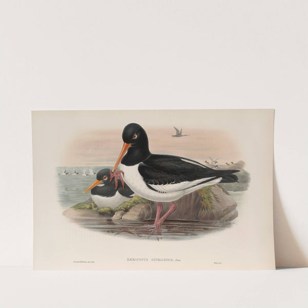 Hæmatopus ostralegus. Oyster-catcher. (1862-1873) by John Gould