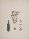Hagenia abyssinica (Bruce) J.F. Gmel.