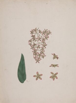 Hagenia abyssinica (Bruce) J.F. Gmel.