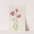 Hairy Phlox (Phlox amoena) (ca. early 1930s) by Mary Vaux Walcott